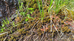 Gletscherwyb 2025 - Sunnig Aar